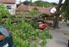 Agerytree-felling-services-41.jpg; ?>